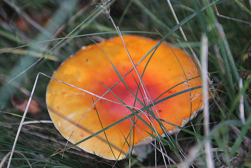20100923 8353Aw [D~NVP] Roter Fliegenpilz (Amanita muscaria), Zingst, Pramort
