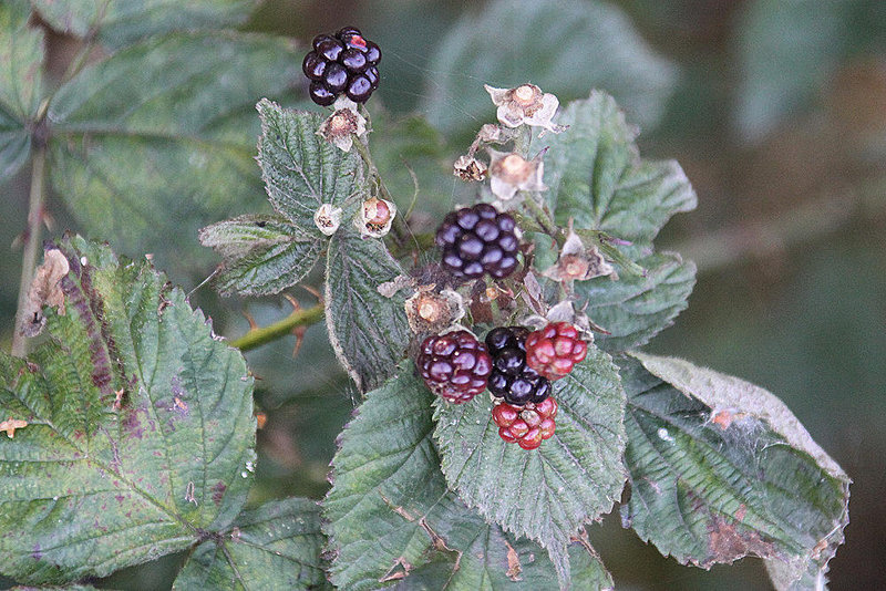 20100923 8352Aw [D~NVP] Zingst, Pramort, Brombeere