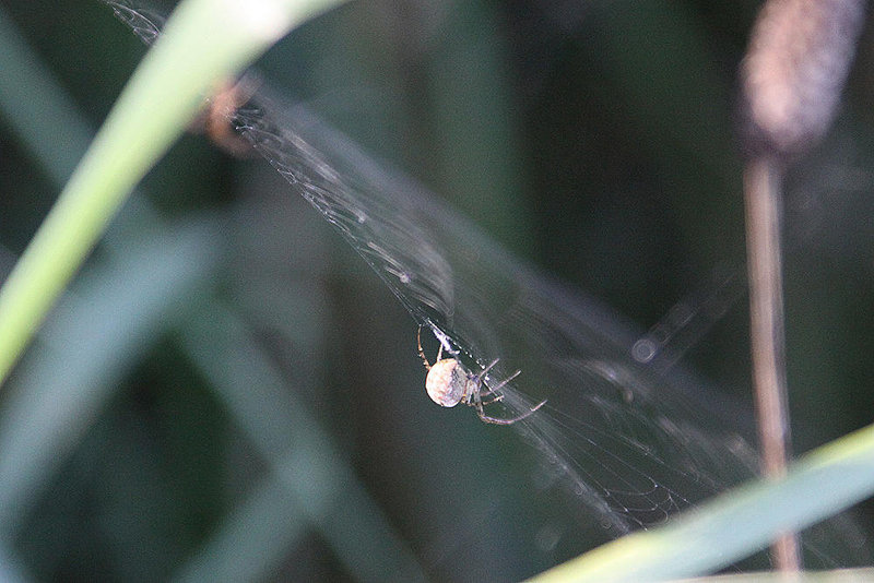 20100923 8351Aw [D~NVP] Gartenkreuzspinne, Zingst, Pramort