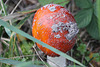 20100923 8348Aw [D~NVP] Roter Fliegenpilz (Amanita muscaria), Pramort, Zingst