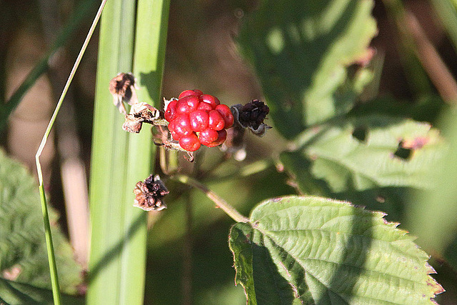 20100923 8347Aw [D~NVP] Zingst, Pramort, Brombeere