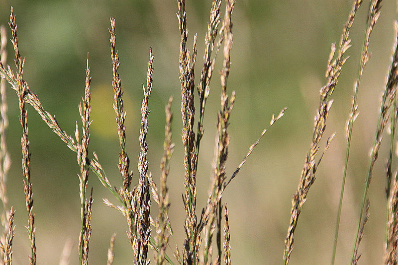 20100923 8346Aw [D~NVP] Gräser, Zingst, Pramort