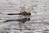 20100923 8343Aw [D~NVP] Gefleckte Heidelibelle (Sympetrum flaveolum), Zingst, Pramort, Boddenland