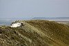 20100923 8337Aw [D~NVP] Zingst Pramort, Hohe Düne, Ostsee (Naturschutzt)