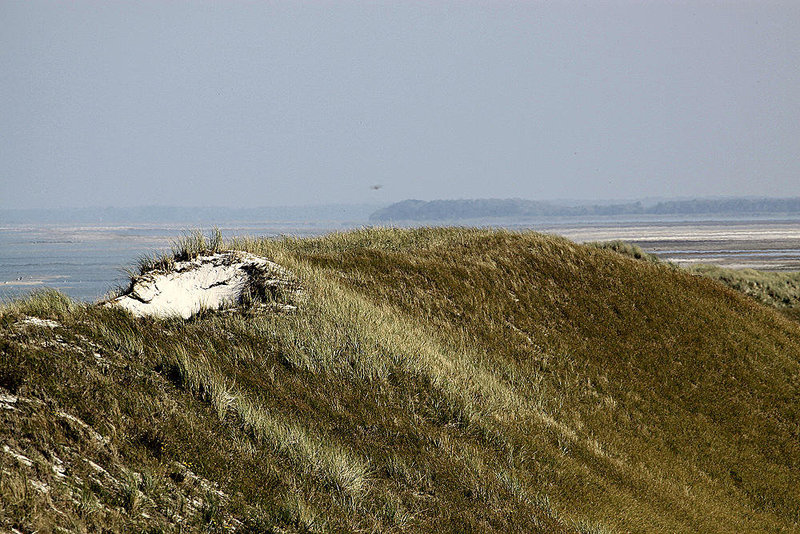 20100923 8337Aw [D~NVP] Zingst Pramort, Hohe Düne, Ostsee (Naturschutzt)