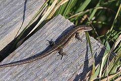 20100923 8335Aw [D~NVP] Eidechse, Zingst, Pramort, Boddenland