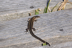 20100923 8330Aw [D~NVP] Eidechse, Zingst, Pramort, Boddenland