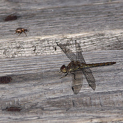 20100923 8329Aw [D~NVP] Große Heidelibelle (Sympetrum striolatum), Baum-Trapezrüssler (Strophosoma capitatum), Zingst, Pramort, Boddenland
