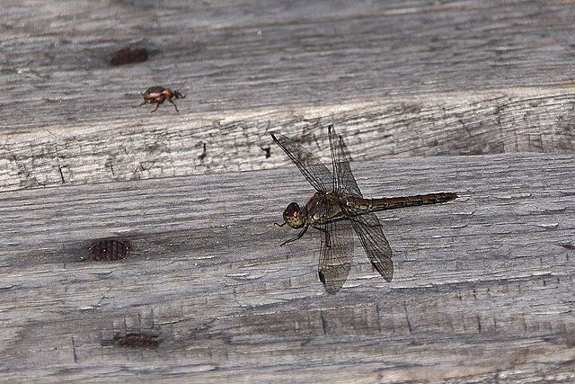 20100923 8329Aw [D~NVP] Gefleckte Heidelibelle (Sympetrum flaveolum), Zingst, Pramort, Boddenland