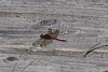 20100923 8327Aw [D~NVP] Gefleckte Heidelibelle (Sympetrum flaveolum), Zingst, Pramort, Boddenland