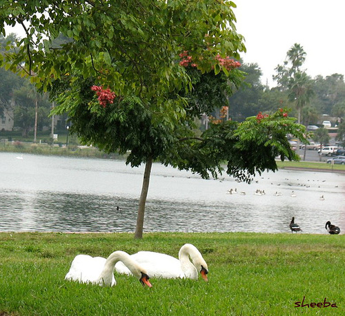 Lazy lake day...