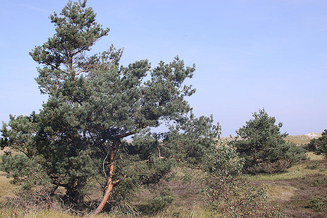 20100923 8326Aw [D~NVP] Zingst, Pramort, Kiefer