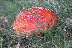 20100923 8325Aw [D~NVP] Roter Fliegenpilz (Amanita muscaria), Pramort, Zingst