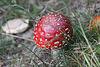 20100923 8324Aw [D~NVP] Roter Fliegenpilz (Amanita muscaria), Pramort, Zingst