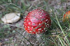 20100923 8324Aw [D~NVP] Roter Fliegenpilz (Amanita muscaria), Pramort, Zingst