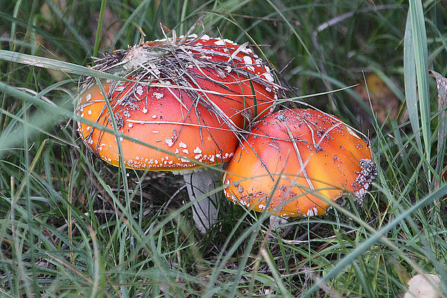 20100923 8321Aw [D~NVP] Roter Fliegenpilz (Amanita muscaria), Pramort, Zingst