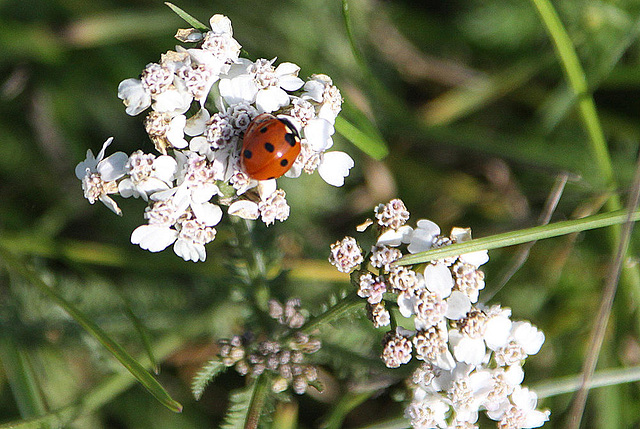 20100923 8320Aw [D~NVP] Siebenpunkt-Marienkäfer, Zingst, Pramort