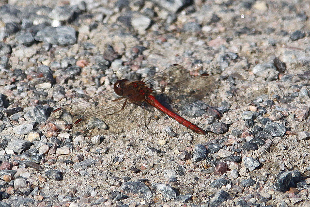 20100923 8318Aw [D~NVP] Gefleckte Heidelibelle (Sympetrum flaveolum), Zingst, Pramort, Boddenland