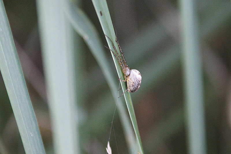 20100923 8315Aw [D~NVP] Gartenkreuzspinne, Zingst, Pramort