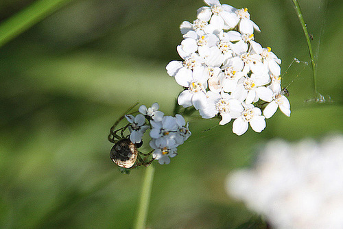 20100923 8312Aw [D~NVP] Gartenkreuzspinne, Zingst, Pramort