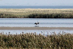 20100923 8308Aw [D~NVP] Kranich (Grus grus), Zingst, Pramort
