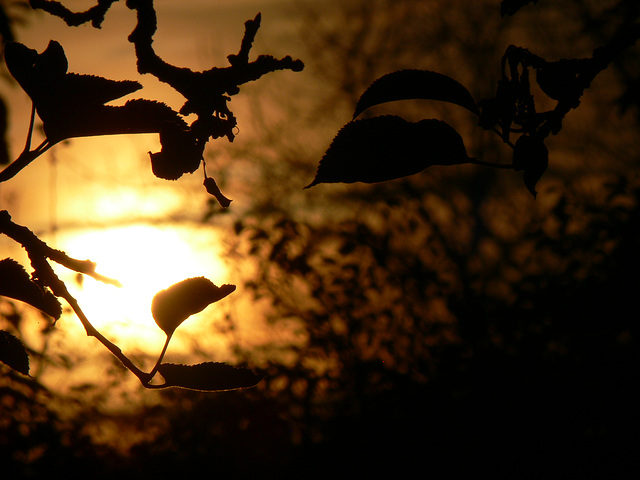 herbstliche Abendsonne