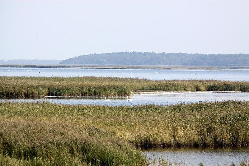 20100923 8300Aw [D~NVP] Höckerschwan (Cygnus olar), Zingst, Pramort