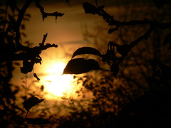 herbstliche Abendsonne