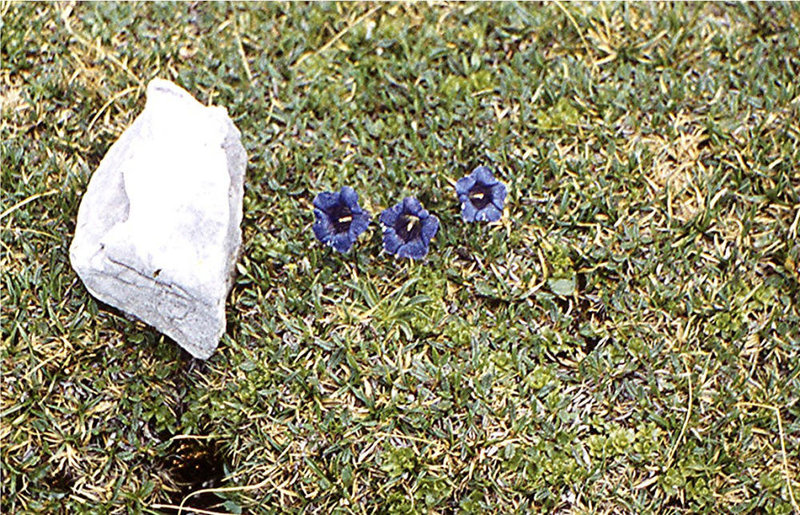 BGL 0150 60DIAw [D~BGL] Stengelloser Enzian (Gentiana acaulis), Watzmann