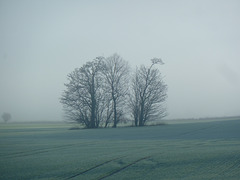 A clump of trees in the mist