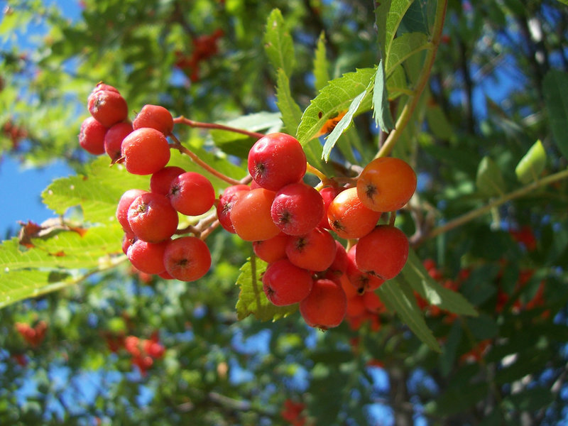 fruits du sorbier des oiseaux