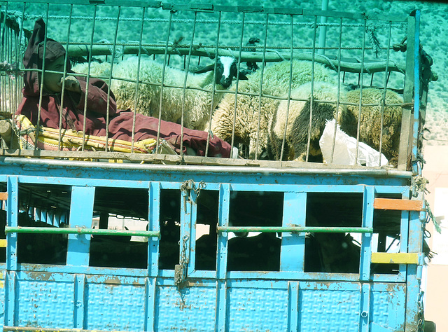 Sheep and Shepherd Enjoying the Ride