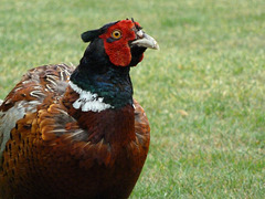 Our local pheasant