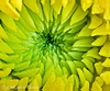Yellow Daisy Stacked 0001 - First multiple focus image stacking.