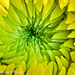 Yellow Daisy Stacked 0001 - First multiple focus image stacking.