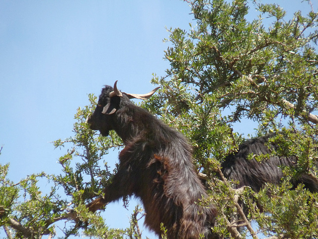 Who Said 'Goats Can't Climb Trees'?