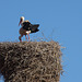 Storks on their Nest