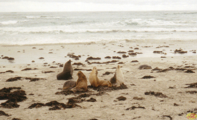 1997-07-23 049 Aŭstralio, Kangaroo Island,