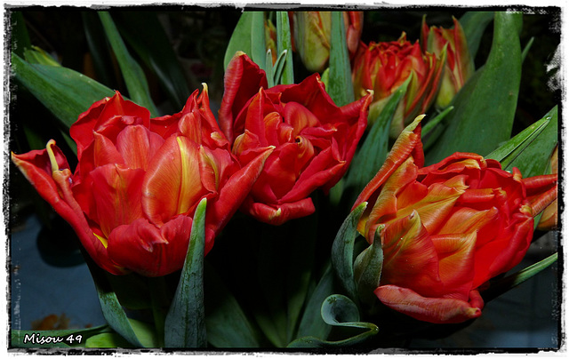 TULIPES