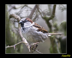 House Sparrow