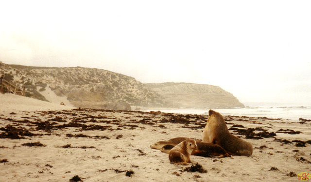 1997-07-23 055 Aŭstralio, Kangaroo Island,