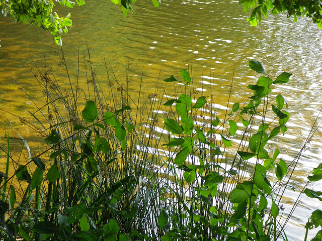 Etang vers Cieux (Limousin)