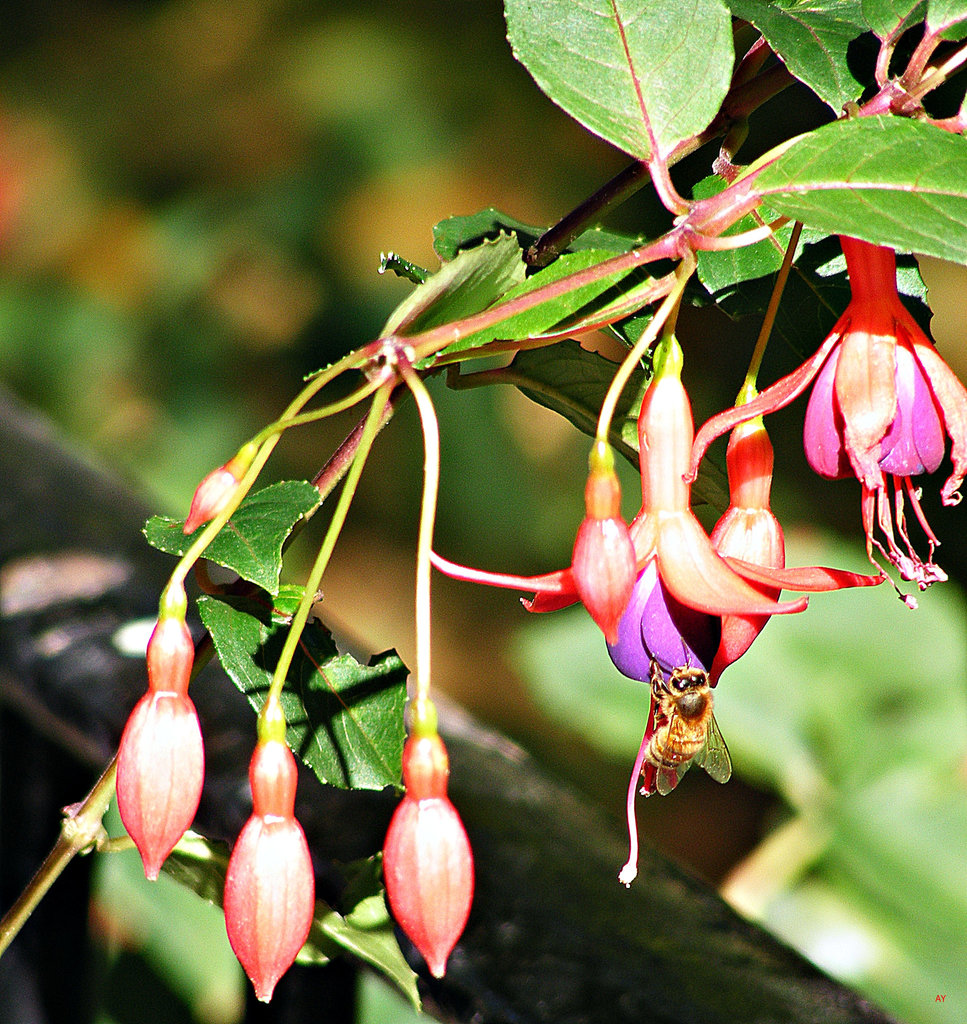 FUCHSIA