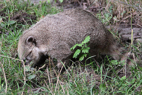 20100902 7781Aw [D~ST] Südamerikanischer Nasenbär (Nasua nasua), Zoo Rheine