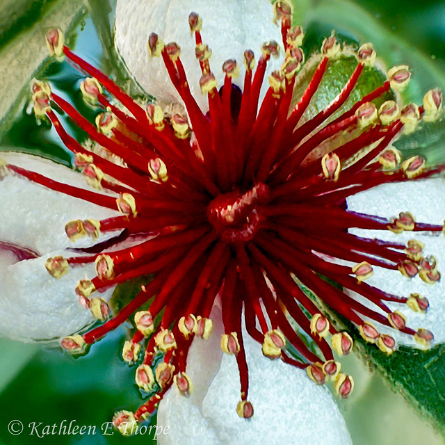 Pineapple Guava Blossom 0015 - The blossom is approximately the size of a quarter with the center being smaller than a dime.
