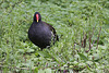 20100902 7782Aw [D~ST] Teichhuhn (Gallinula chloropus), Zoo Rheine