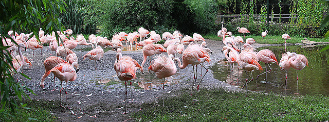 20100902 7784Aw [D~ST] Chile-Flamingo (Phenicopterus chilensis), Zoo Rheine