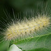 Caterpillar