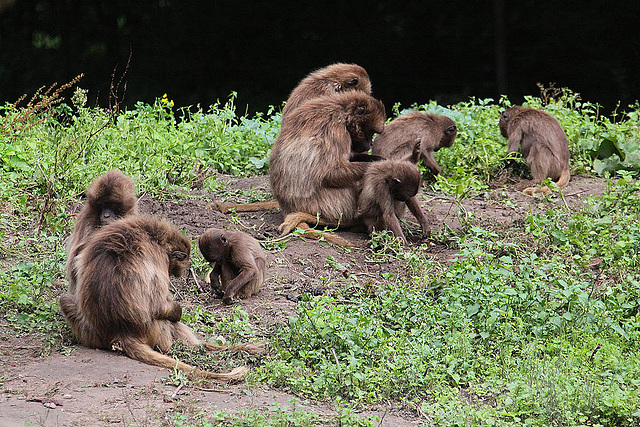 20100902 7786Aw [D~ST] Blutbrustpavian (Theropithecus gelada), [Dschelada], Zoo Rheine