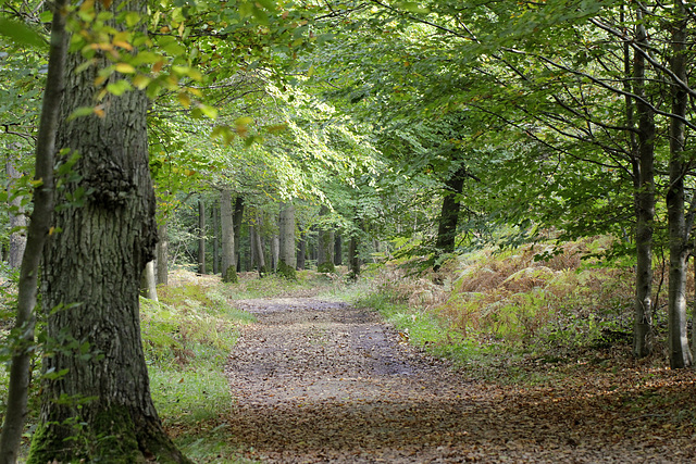 Bois de Roquelaure